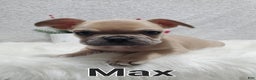 French Bulldog dogs for sale: Max - Ad 6