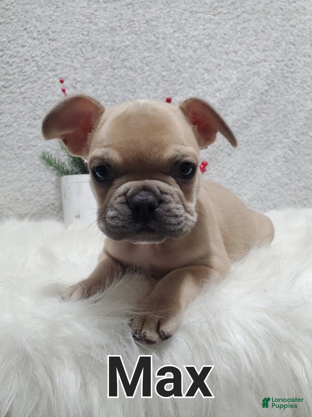 French Bulldog dogs for sale: Max - Ad 6