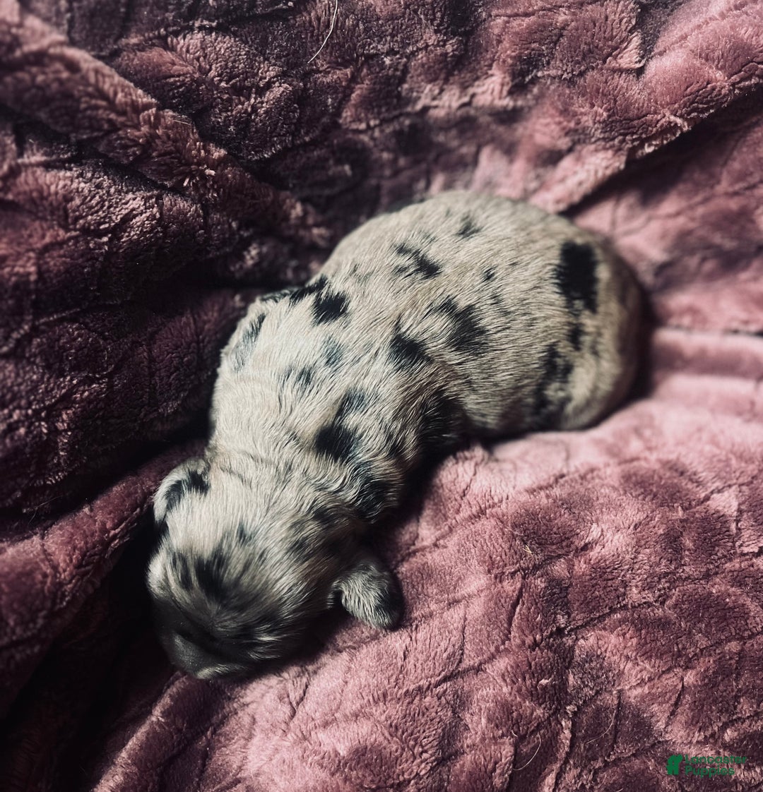 Cocker Spaniel dogs for sale: Gustav  - Ad 2