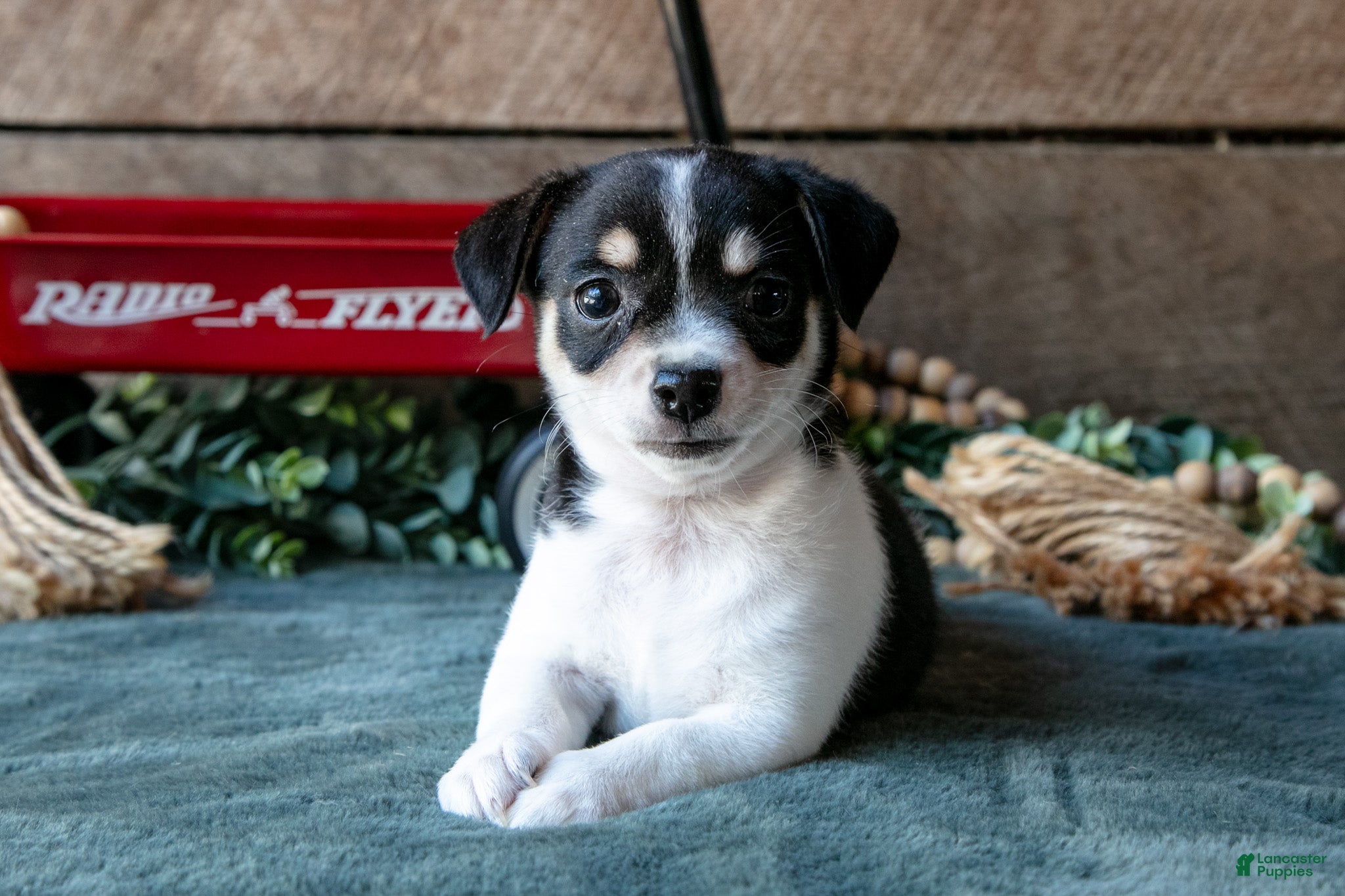 Chihuahua dogs Pablo - Ad 2