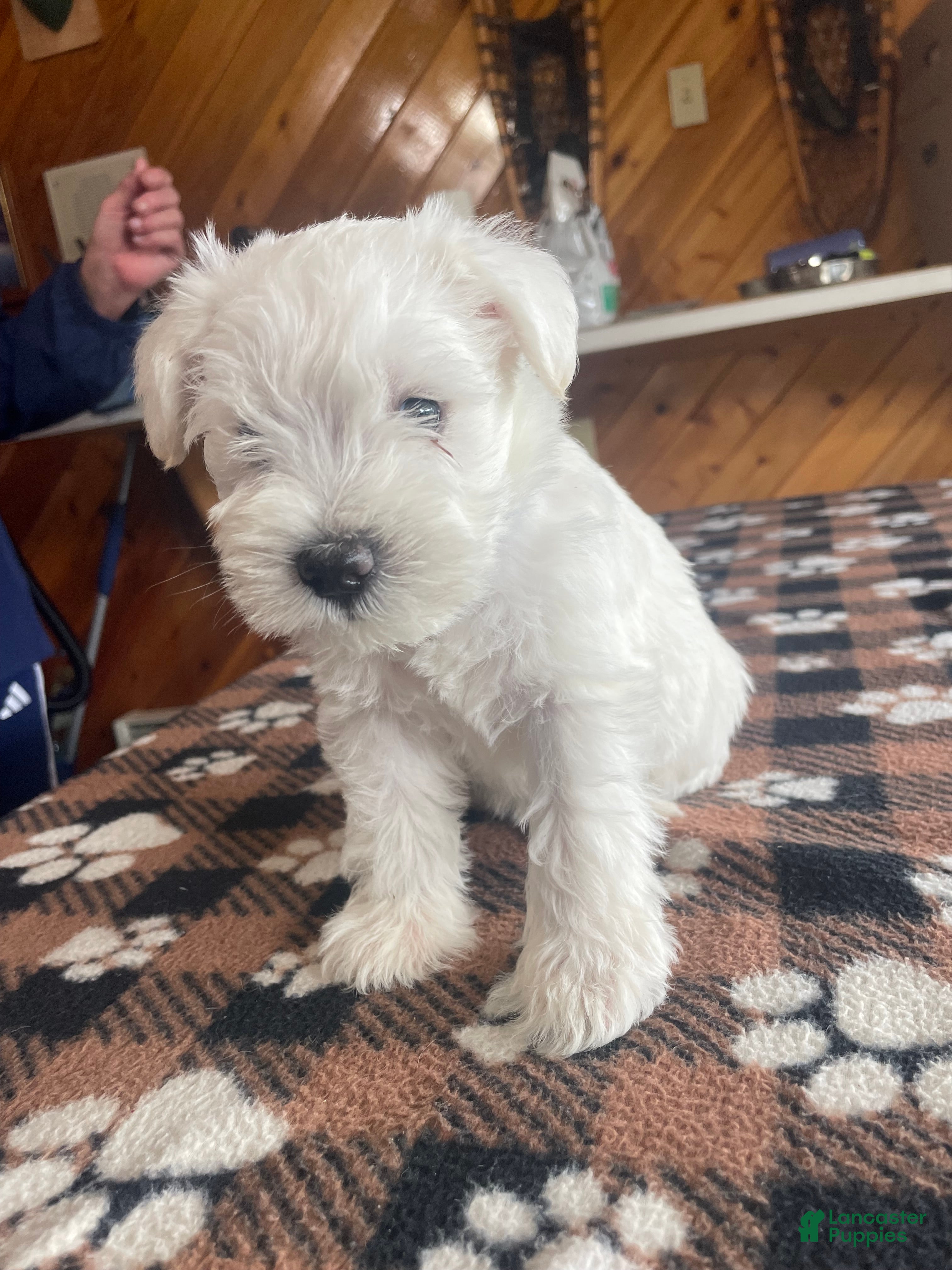 Miniature Schnauzer dogs for sale: Simba - Ad 1