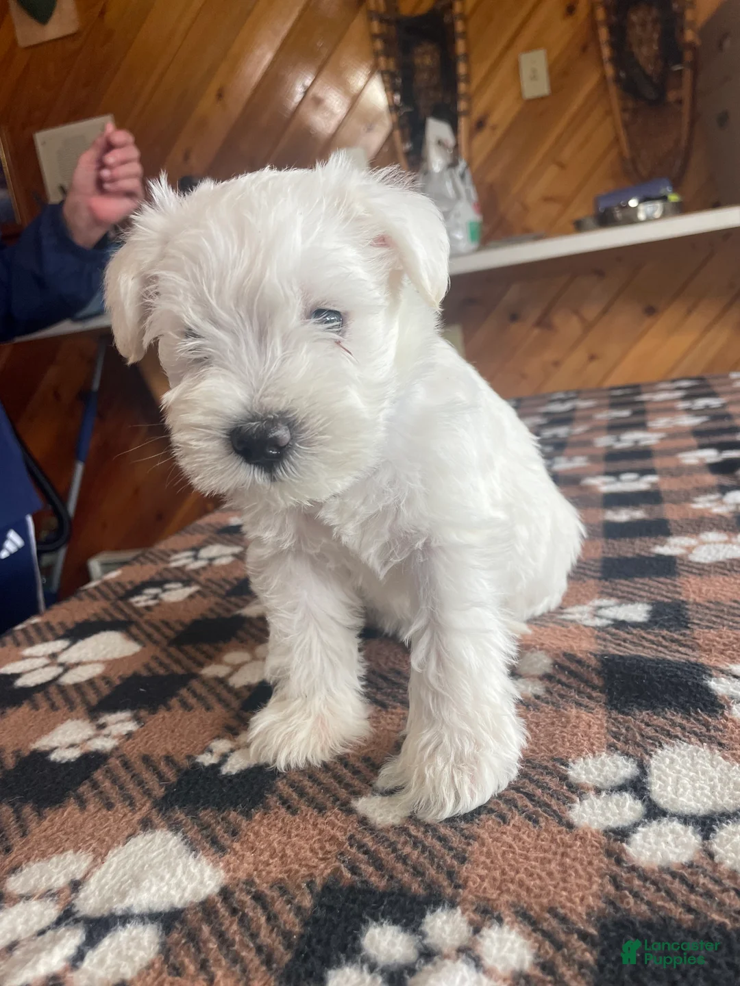Miniature Schnauzer dogs for sale: Simba - Ad 1