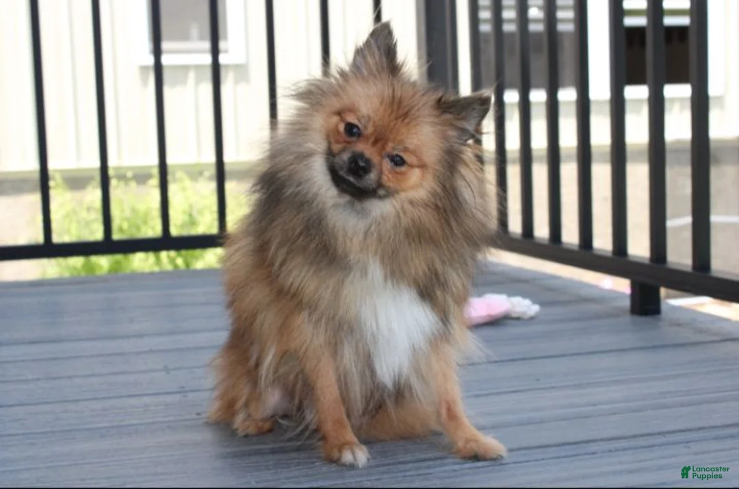 Pomeranian dogs for sale: Zoey - Ad 17
