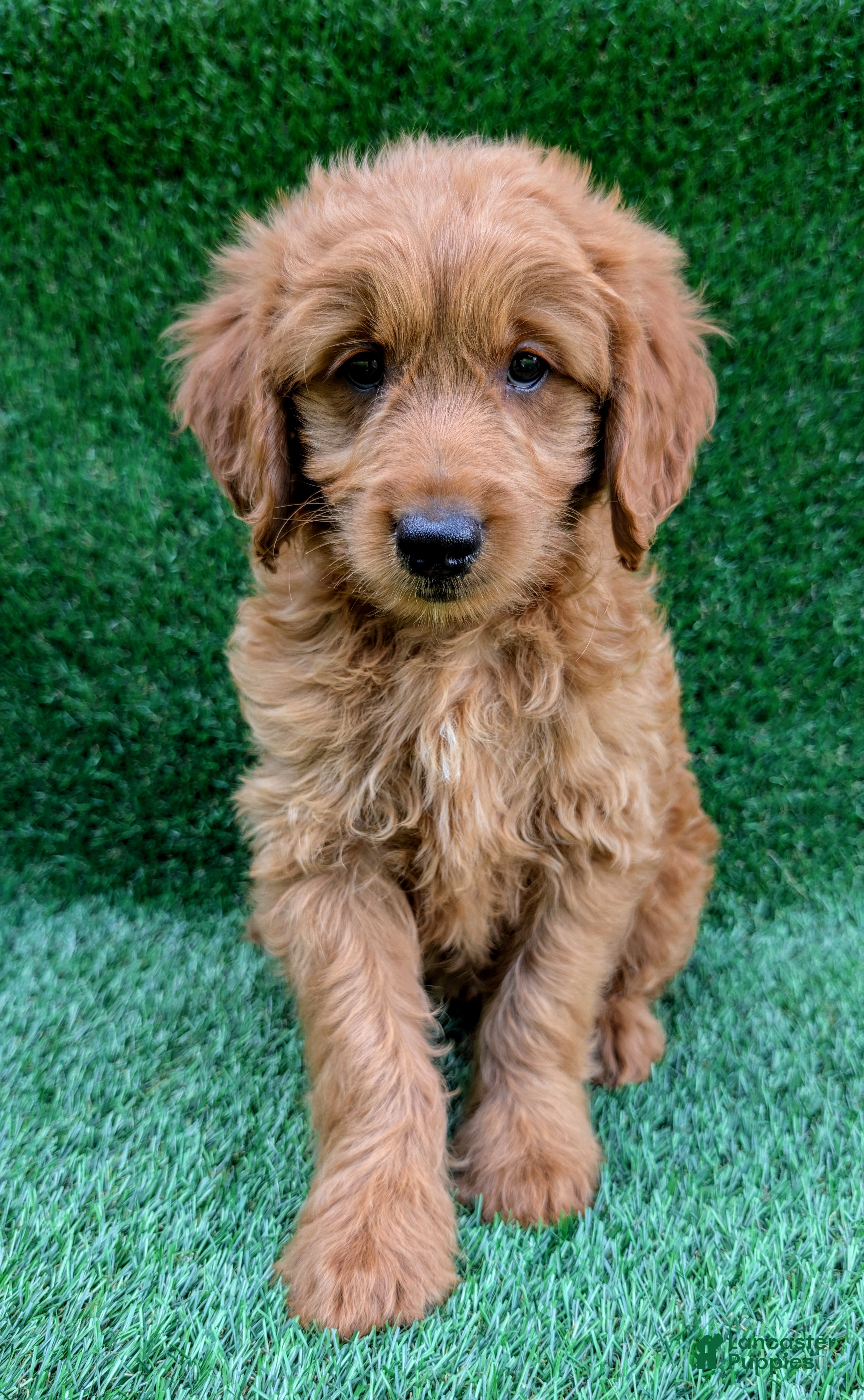 Mini Goldendoodle dogs Cooper - Ad 2