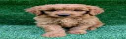 Mini Goldendoodle dogs for sale: Cooper - Ad 2