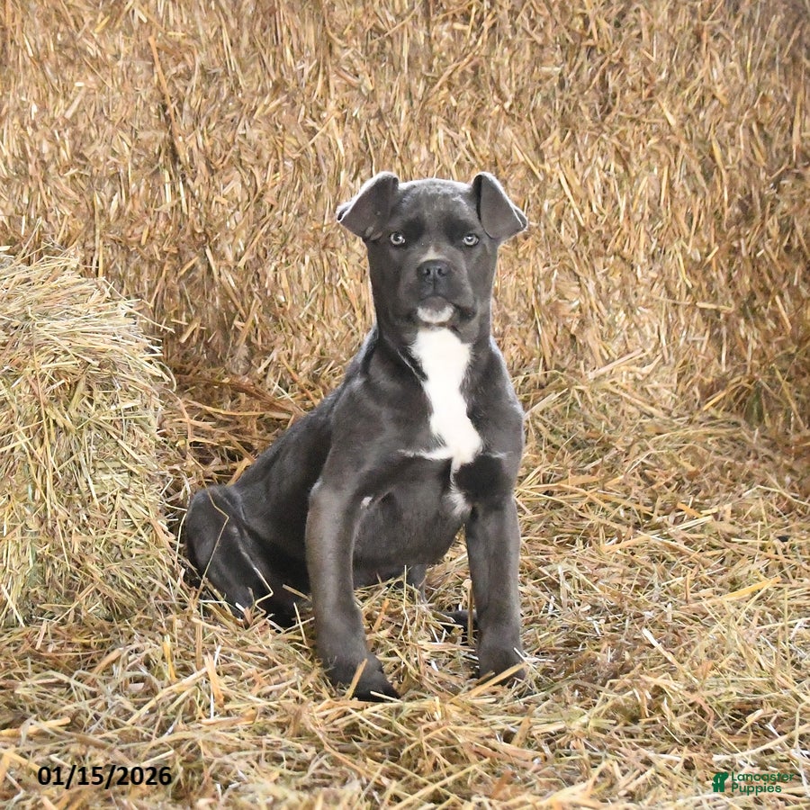 Cane Corso dogs Autumn - Ad 35