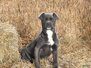 Cane Corso dogs Autumn - Ad 40