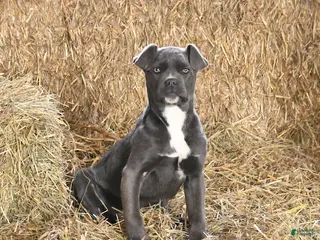 Cane Corso dogs Autumn - Ad 21