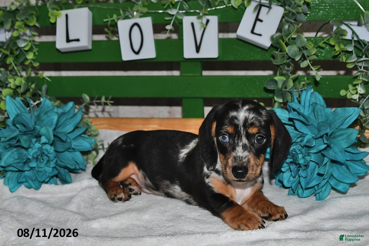 Miniature Dachshund dogs Jorge - Ad 1