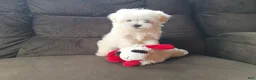 Maltese dogs for sale: Snowball - Ad 2