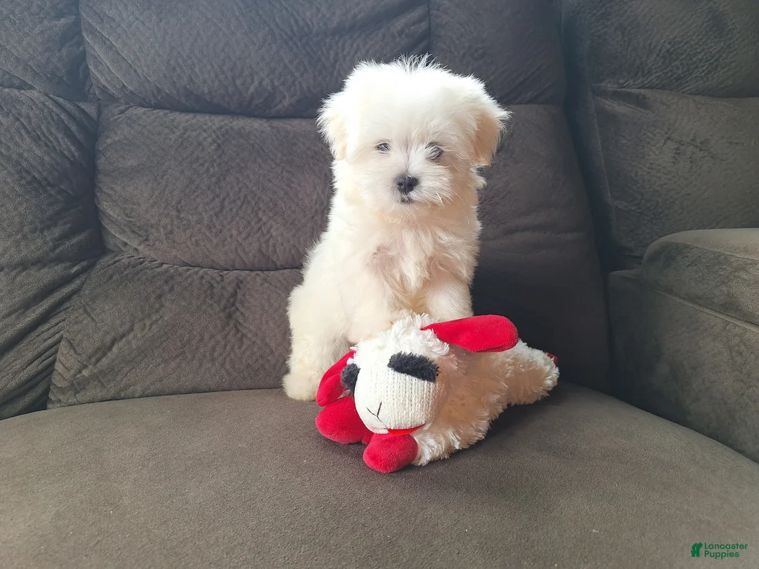 Maltese dogs for sale: Snowball - Ad 2