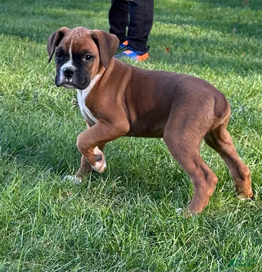 Boxer dogs for sale: Ash - Ad 1