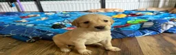Golden Retriever dogs for sale: Brown  - Ad 2