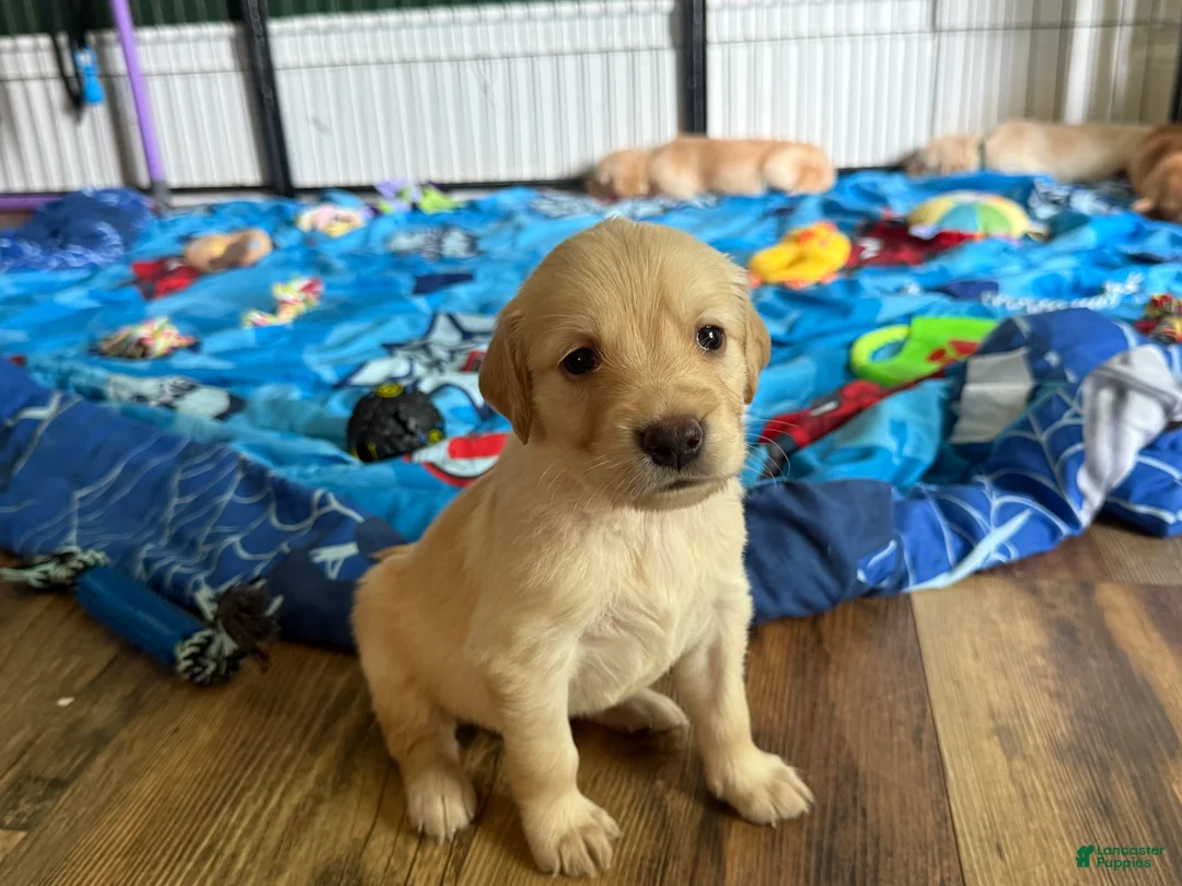 Golden Retriever dogs for sale: Brown  - Ad 2