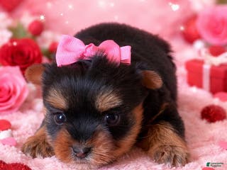 Yorkshire Terrier dogs Ginger - Ad 24