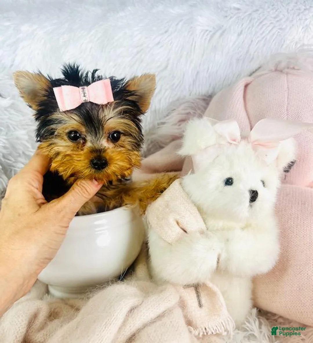 Yorkshire Terrier dogs for sale: Yorkshire Terrier 1 - Ad 2