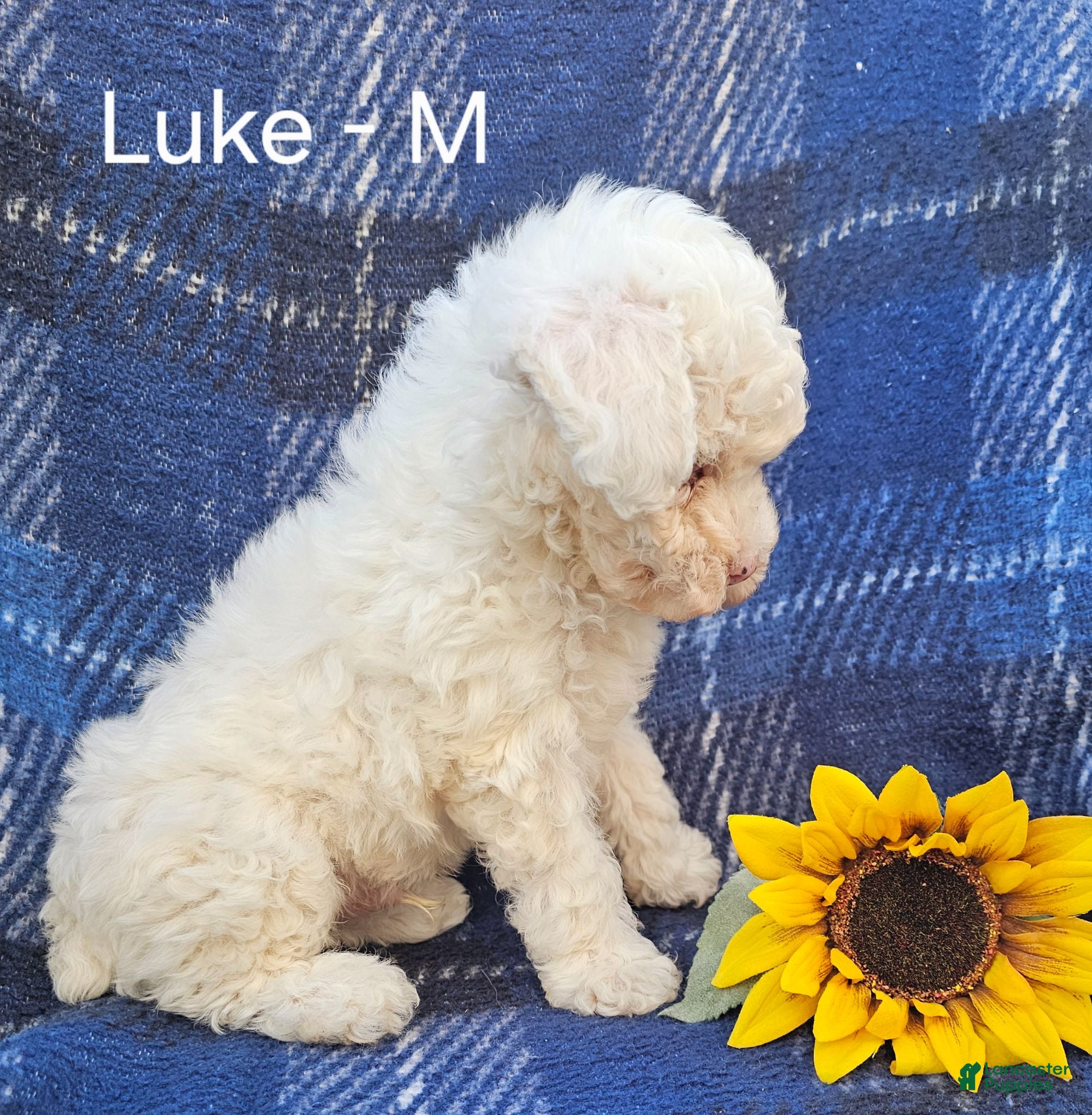 Miniature Poodle dogs for sale: Luke - Ad 2