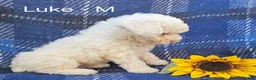 Miniature Poodle dogs for sale: Luke - Ad 1