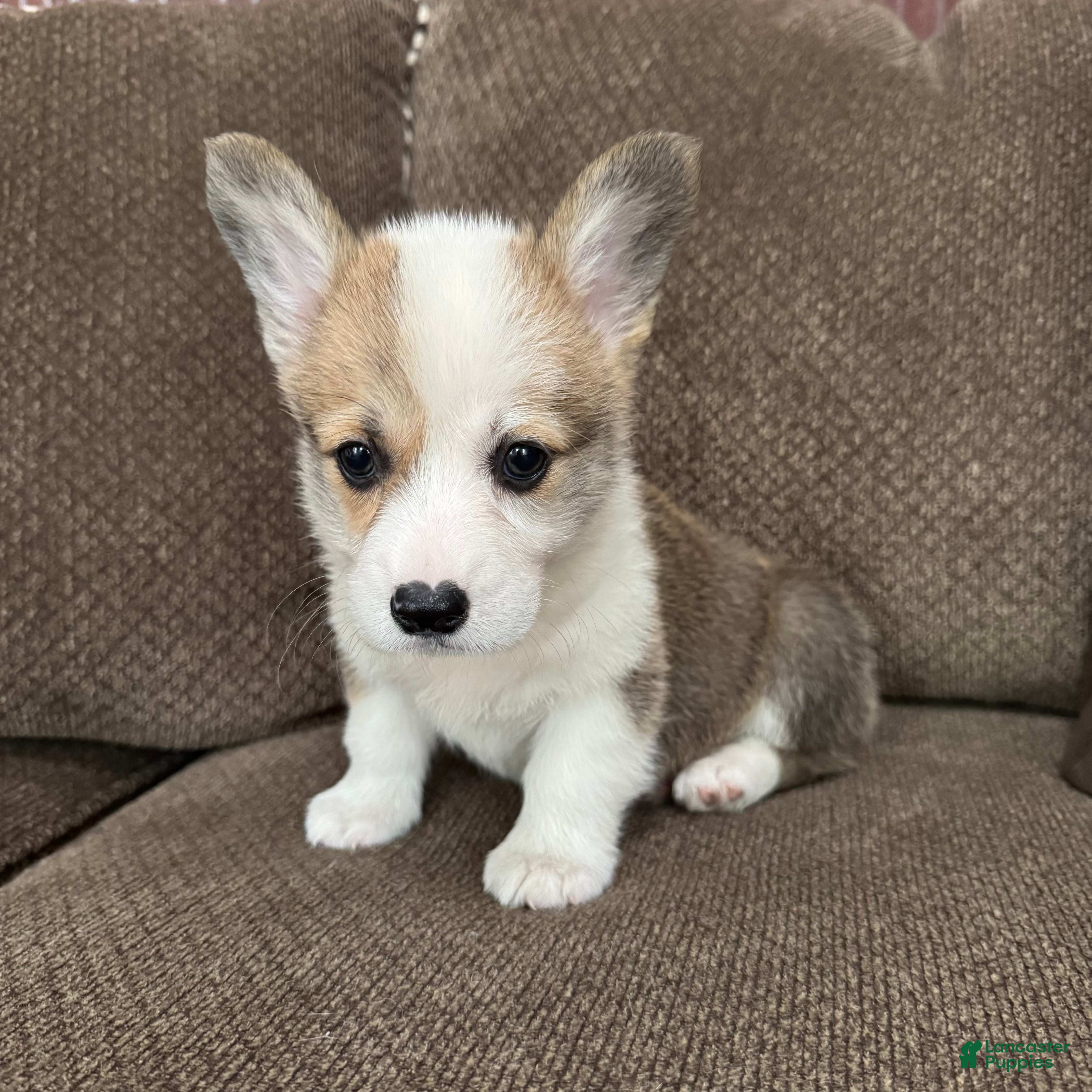 Welsh Corgi Pembroke dogs Cali  - Ad 37