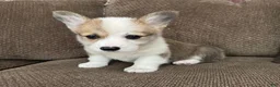 Welsh Corgi Pembroke dogs for sale: Cali  - Ad 1