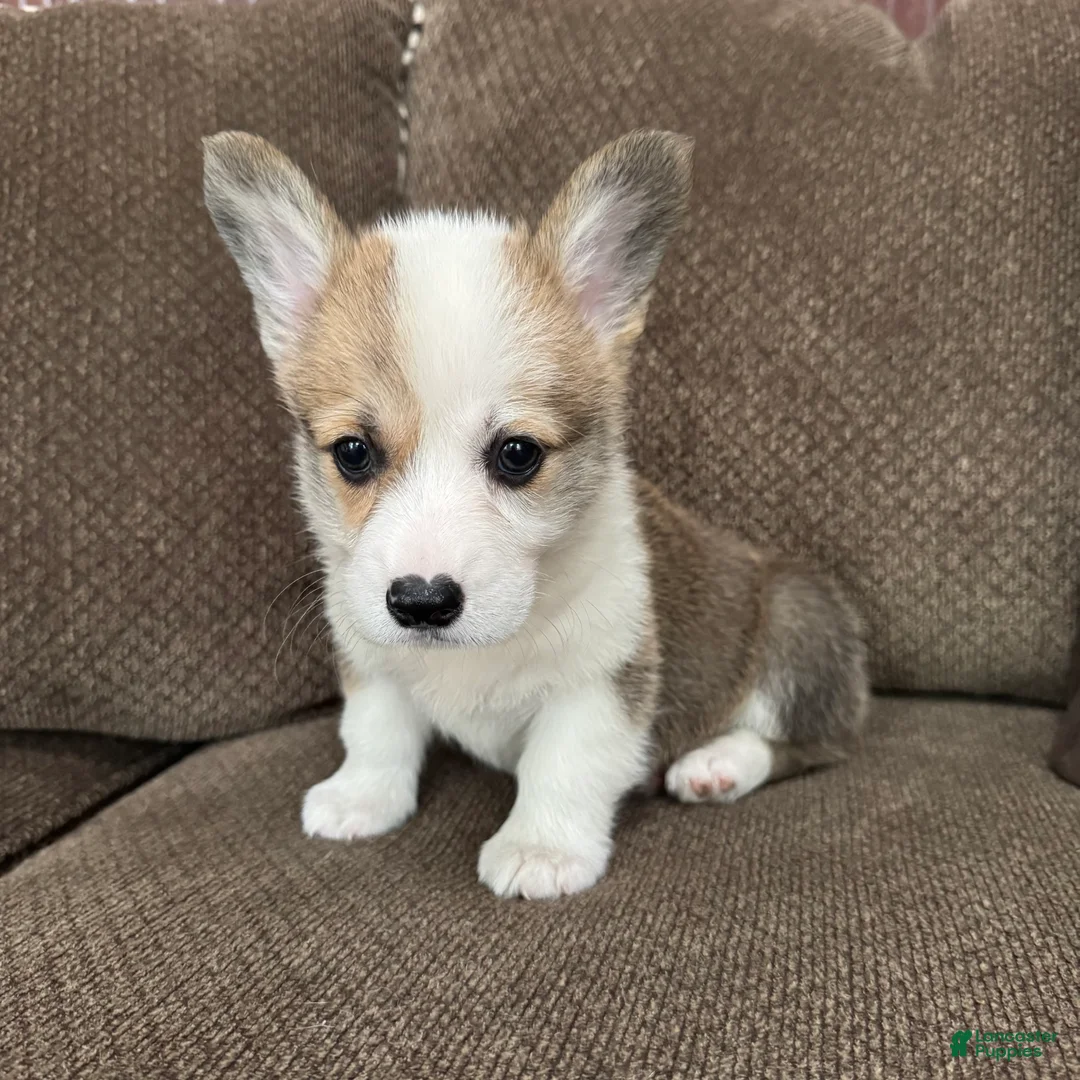 Welsh Corgi Pembroke dogs for sale: Cali  - Ad 1