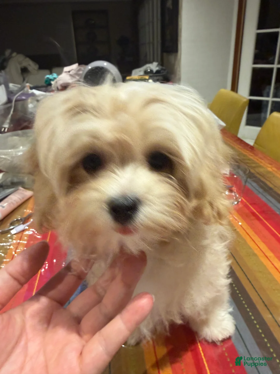 Maltipoo dogs for sale: Melody - Ad 8