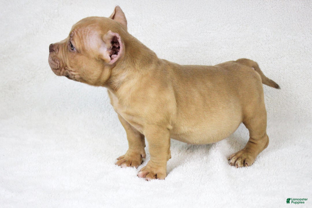American Bully dogs for sale: Lilac Female - Ad 6