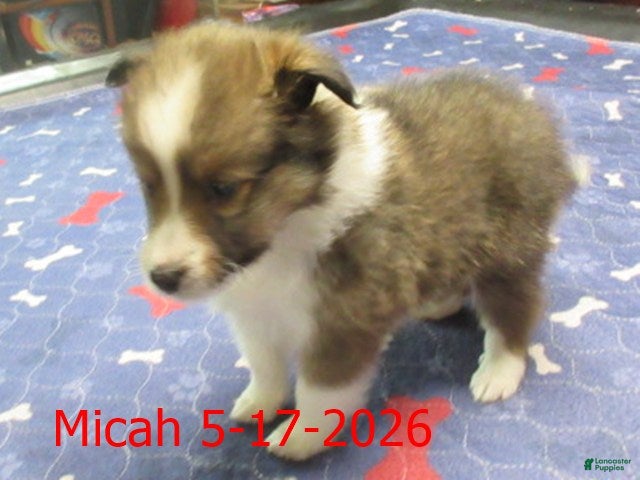 Shetland Sheepdog dogs Micah Male  - Ad 1