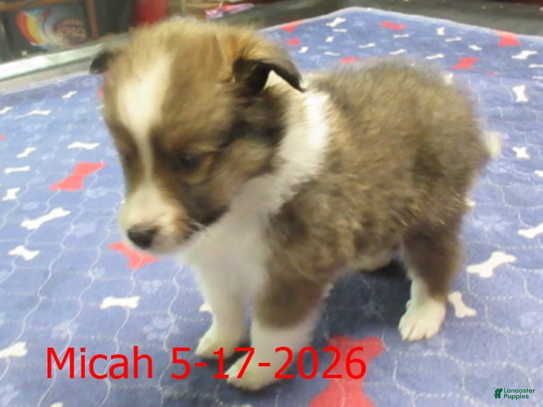 Shetland Sheepdog dogs for sale: Micah Male  - Ad 1