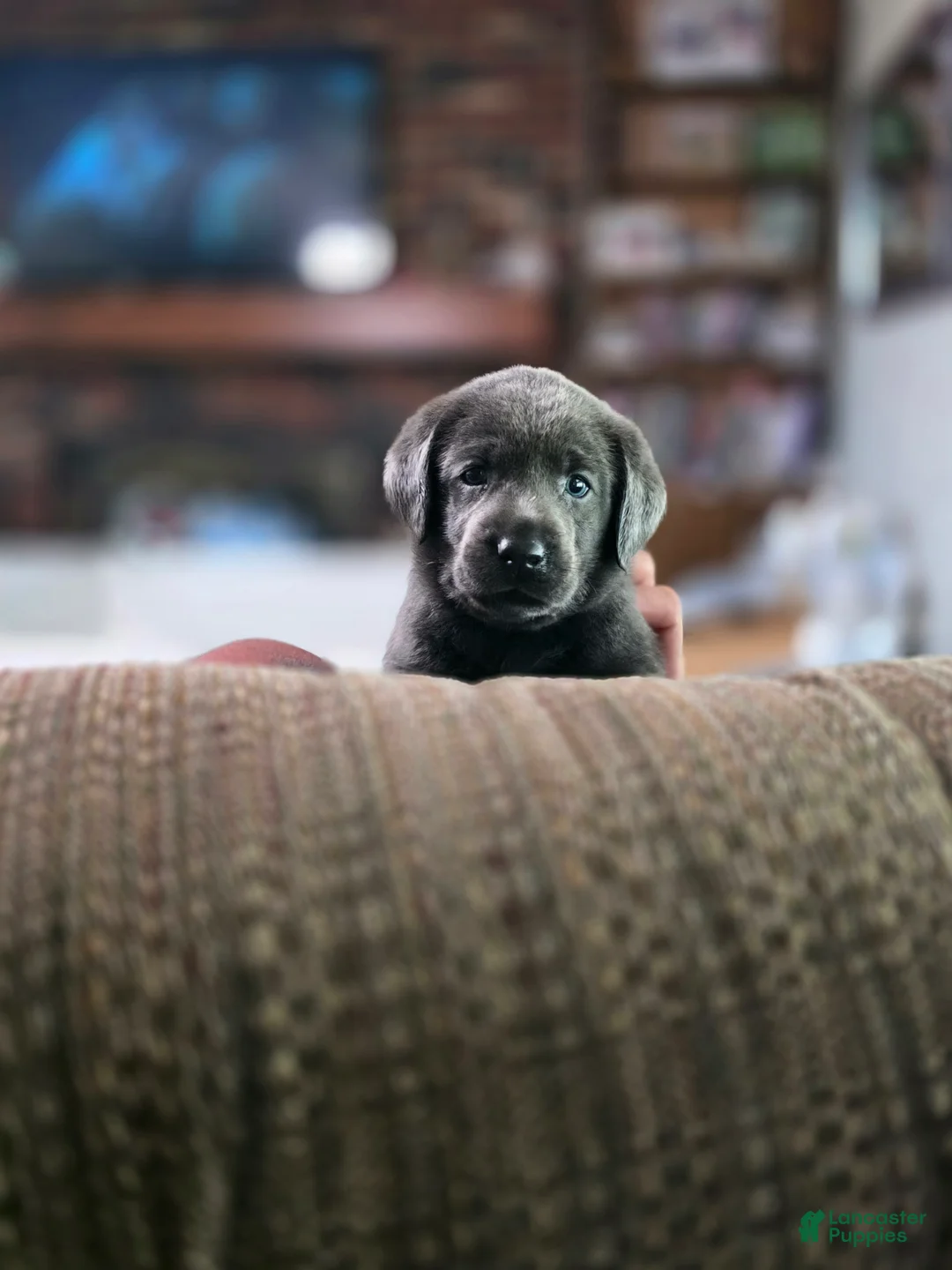 Labrador Retriever dogs for sale: Nala - Ad 1