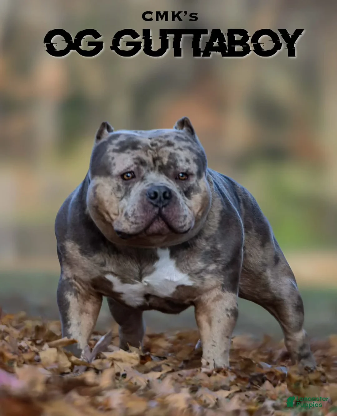 American Bully dogs for sale: Elsa - Ad 9