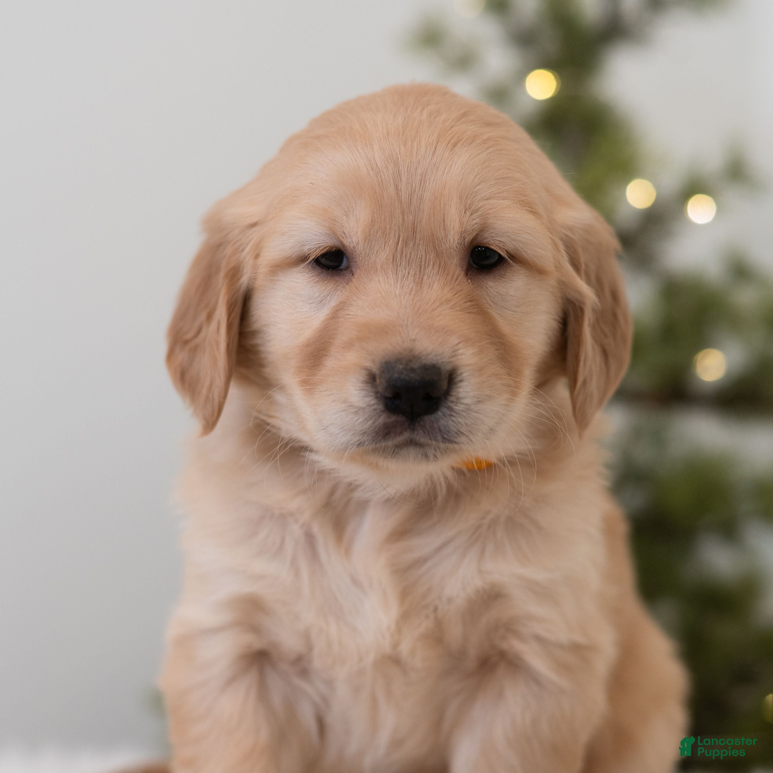 Golden Retriever dogs Faith  - Ad 21