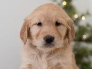 Golden Retriever dogs Faith - Ad 24