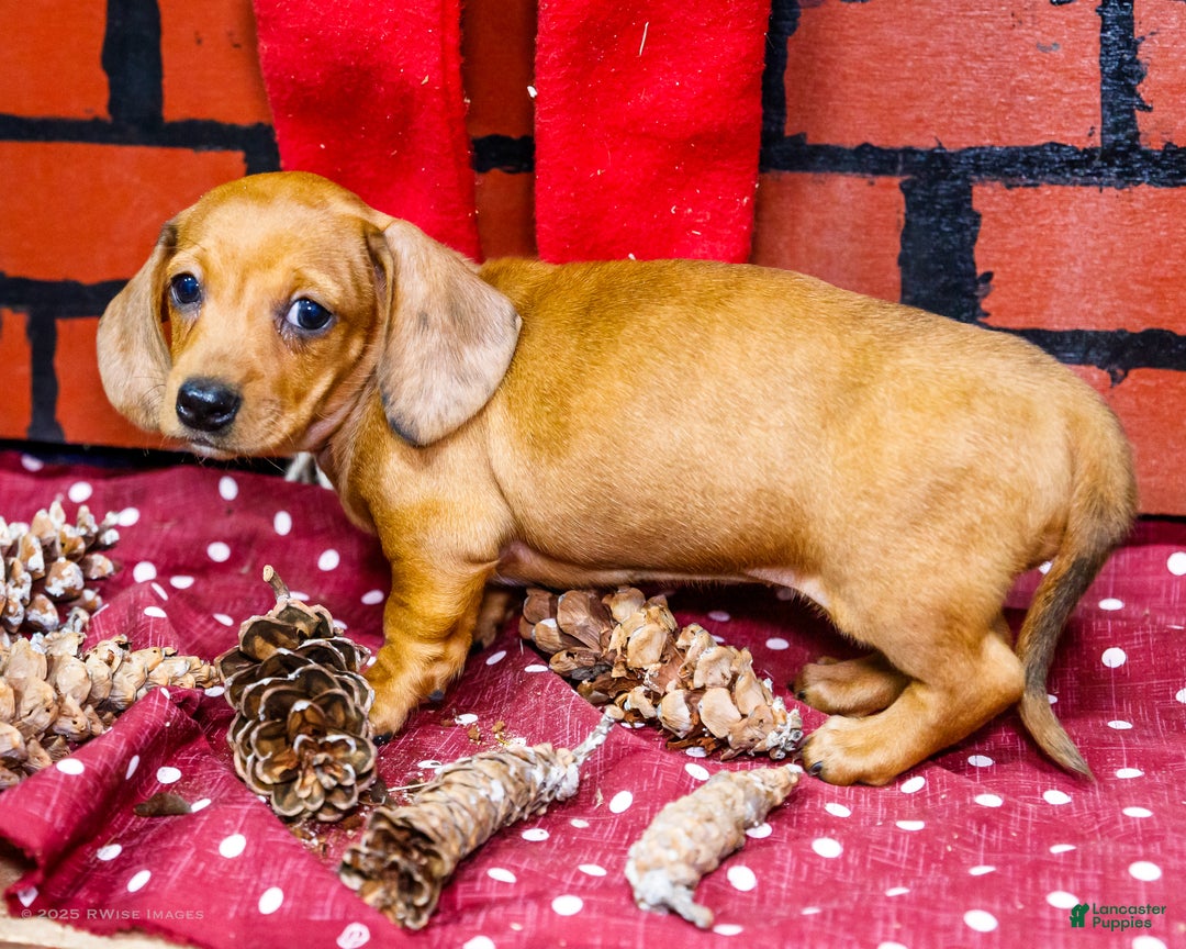 Miniature Dachshund dogs for sale: Vera - Ad 9