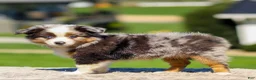Miniature Australian Shepherd dogs for sale: Hazel - Ad 6