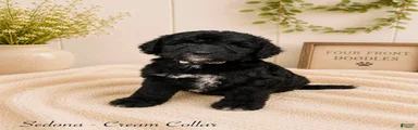 Bernedoodle 5