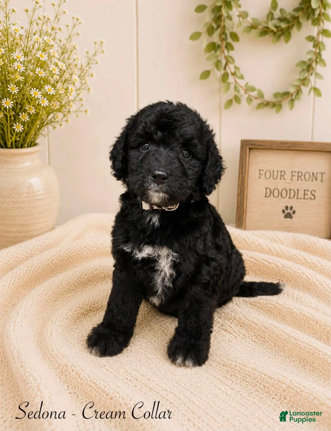 Bernedoodle dogs for sale: Bernedoodle 5 - Ad 1