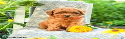 Maltipoo dogs for sale: Marigold - Ad 5