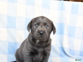 Labrador Retriever dogs Storm - Ad 18