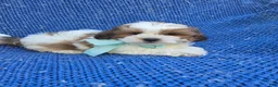 Malshi dogs for sale: Franky  - Ad 1