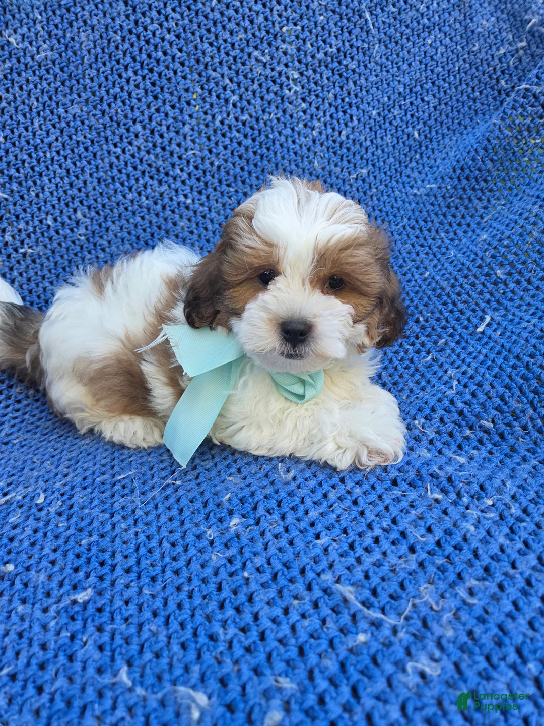 Malshi dogs for sale: Franky  - Ad 1