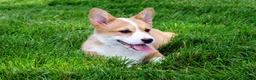 Welsh Corgi Pembroke dogs for sale: Olive(triple clear) AKC - Ad 7