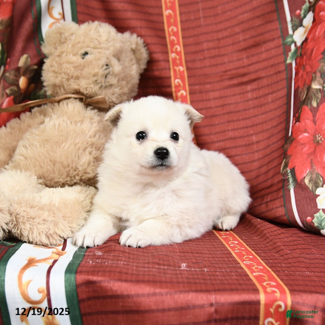 American Eskimo dogs for sale: Princess - Ad 4