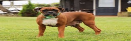 Boxer dogs for sale: Cadance - Ad 7