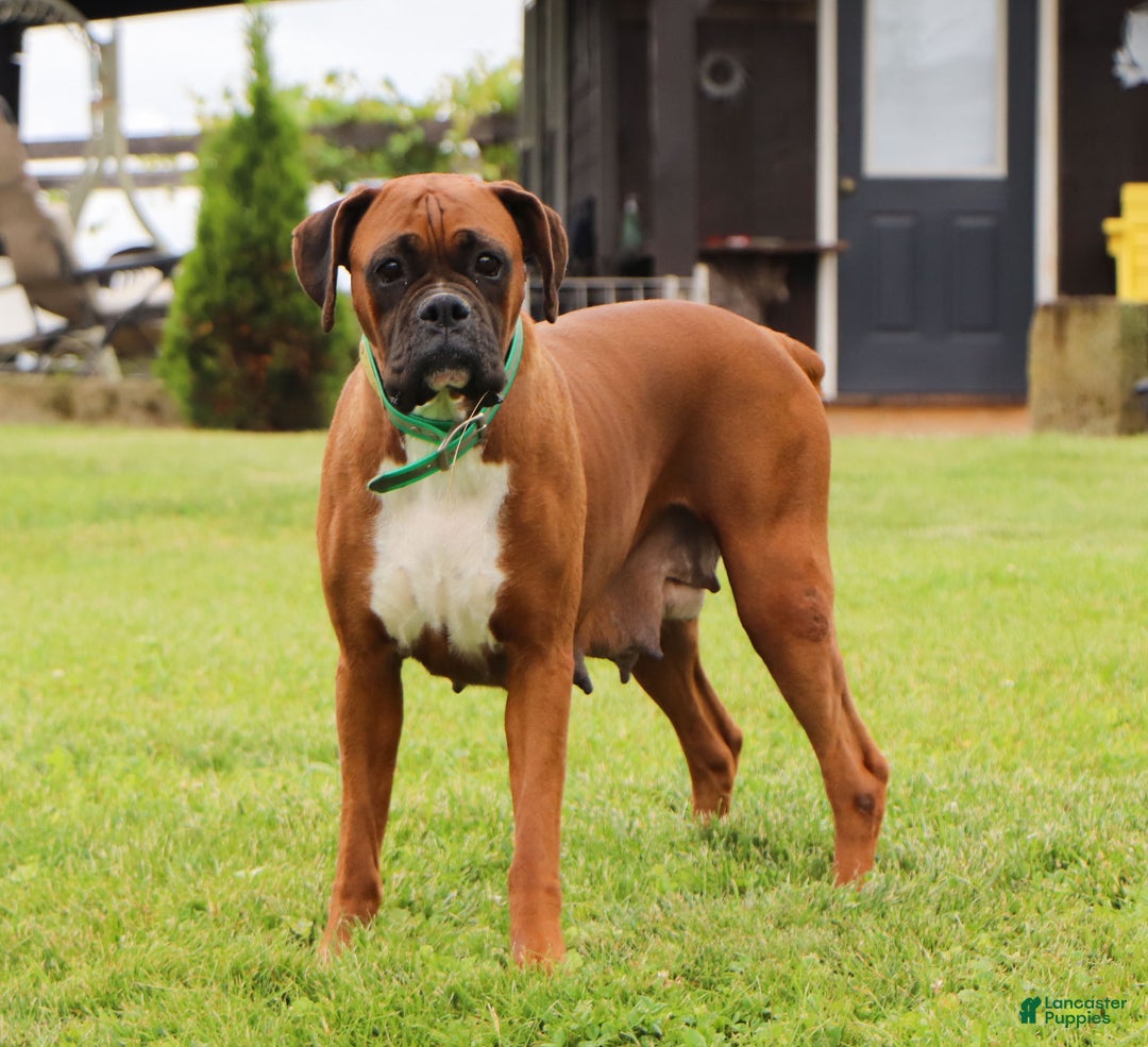 Boxer dogs for sale: Cadance - Ad 7