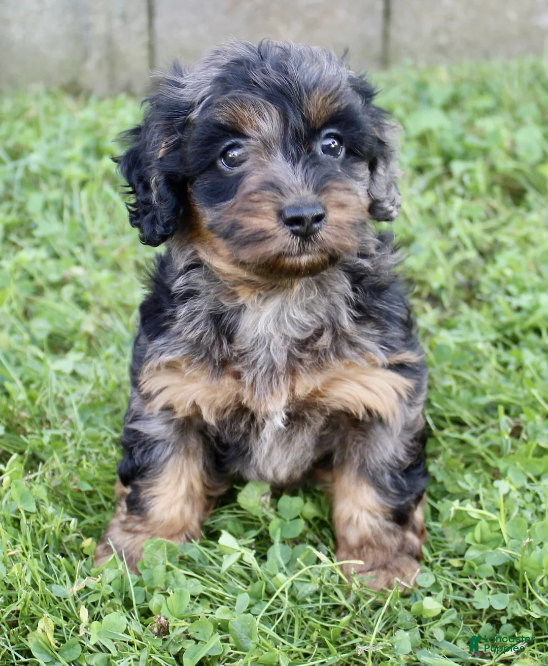 Cockapoo dogs for sale: Cookie - Ad 2