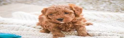 Miniature Poodle dogs for sale: Peyton - Ad 5