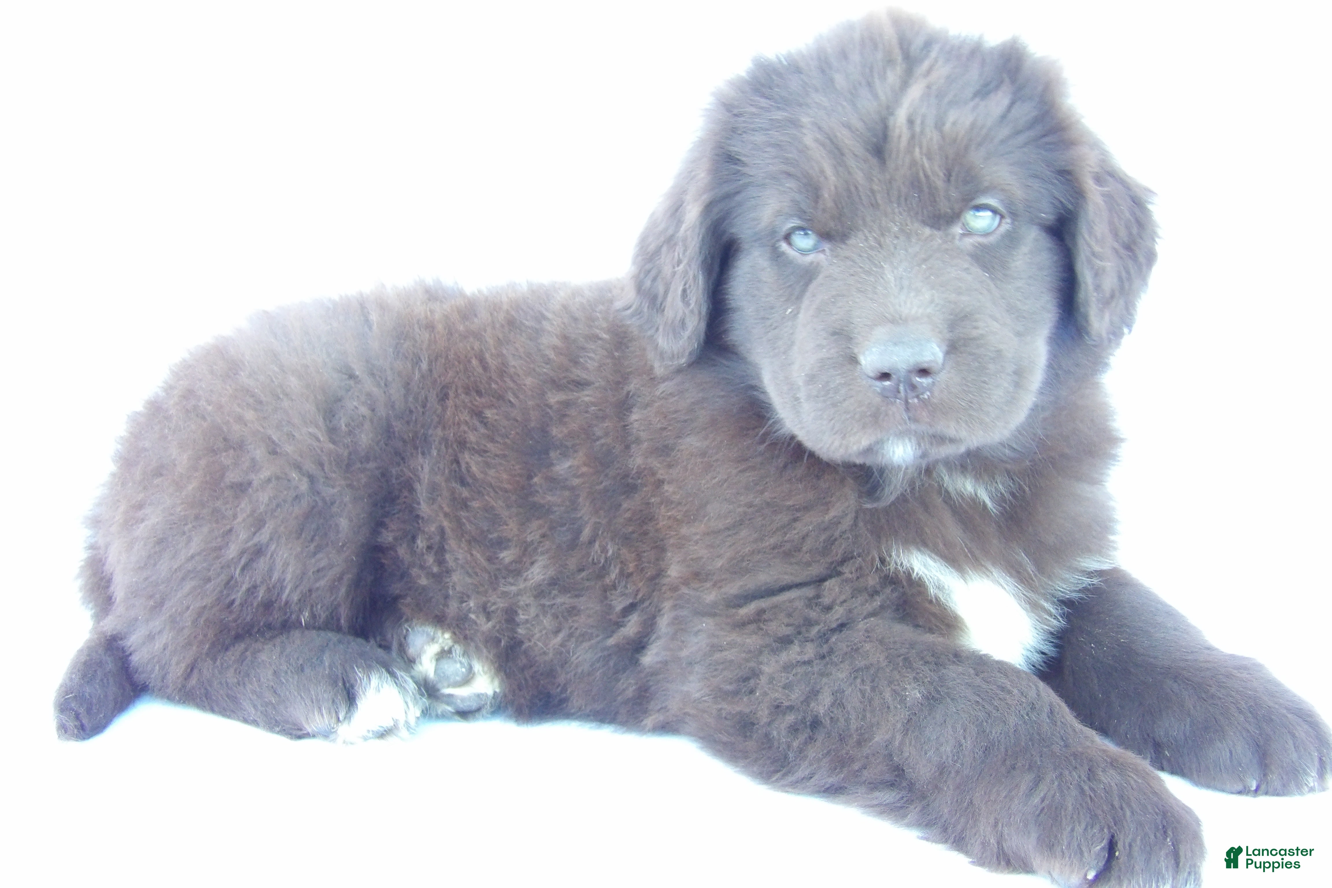 Newfoundland dogs for sale: Jill - Ad 1