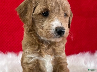 Mini Goldendoodle dogs - Ad 17