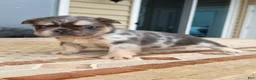 French Bulldog dogs for sale: Daisy - Ad 3
